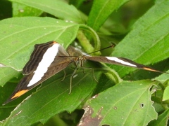 Adelpha iphicleola iphicleola
