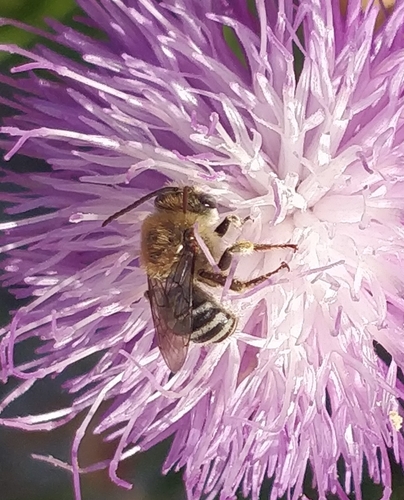Foto von Tetraloniella hohmanni