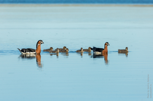 Red-breasted Goose, photo 3 of 10