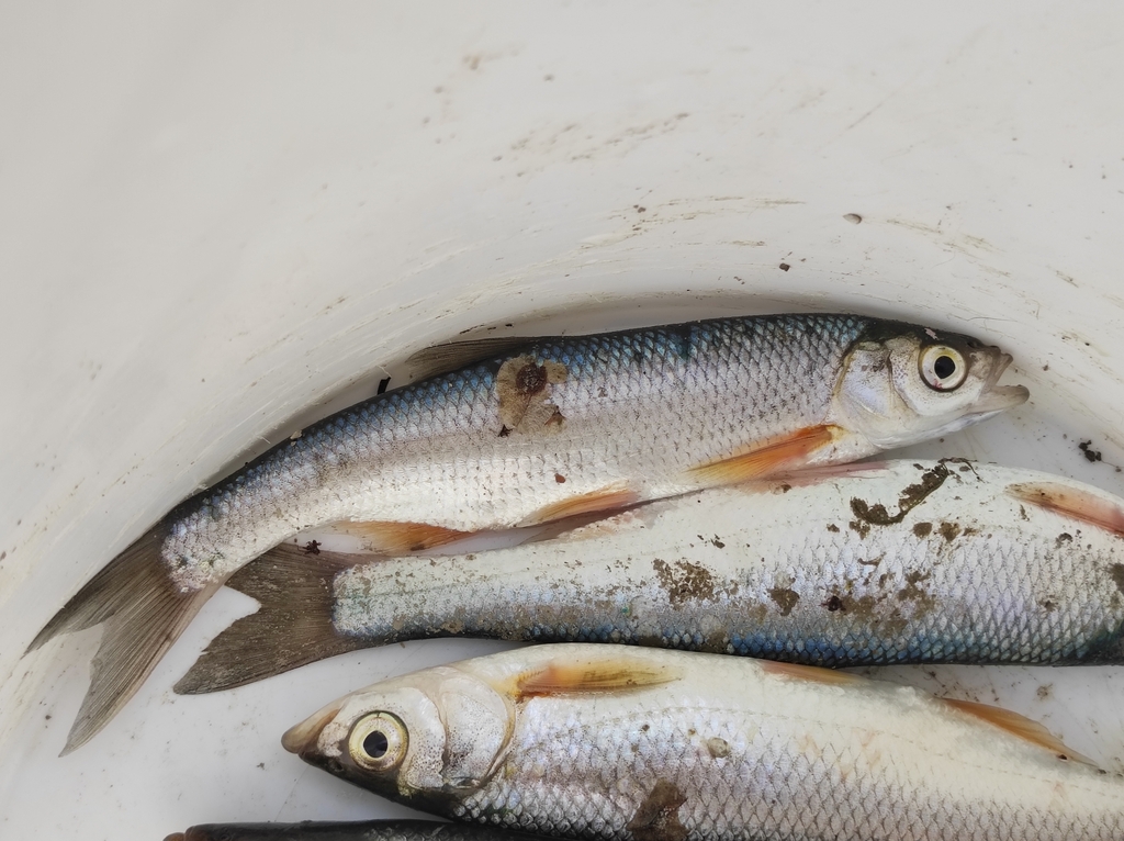 Danube bleak (Alburnus chalcoides) — Cyprinidae
