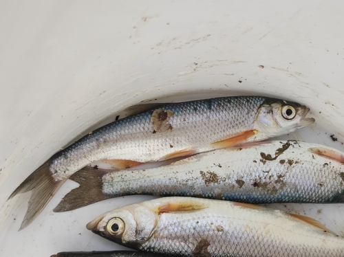 Danube bleak (Alburnus chalcoides) — Cyprinidae