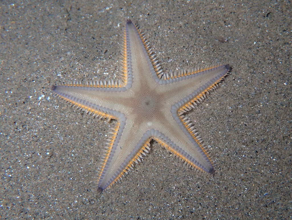 Jonston's Sand Star