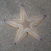 Astropecten jonstoni - Photo (c) Sylvain Le Bris, algunos derechos reservados (CC BY-NC), subido por Sylvain Le Bris