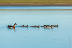 Branta ruficollis
