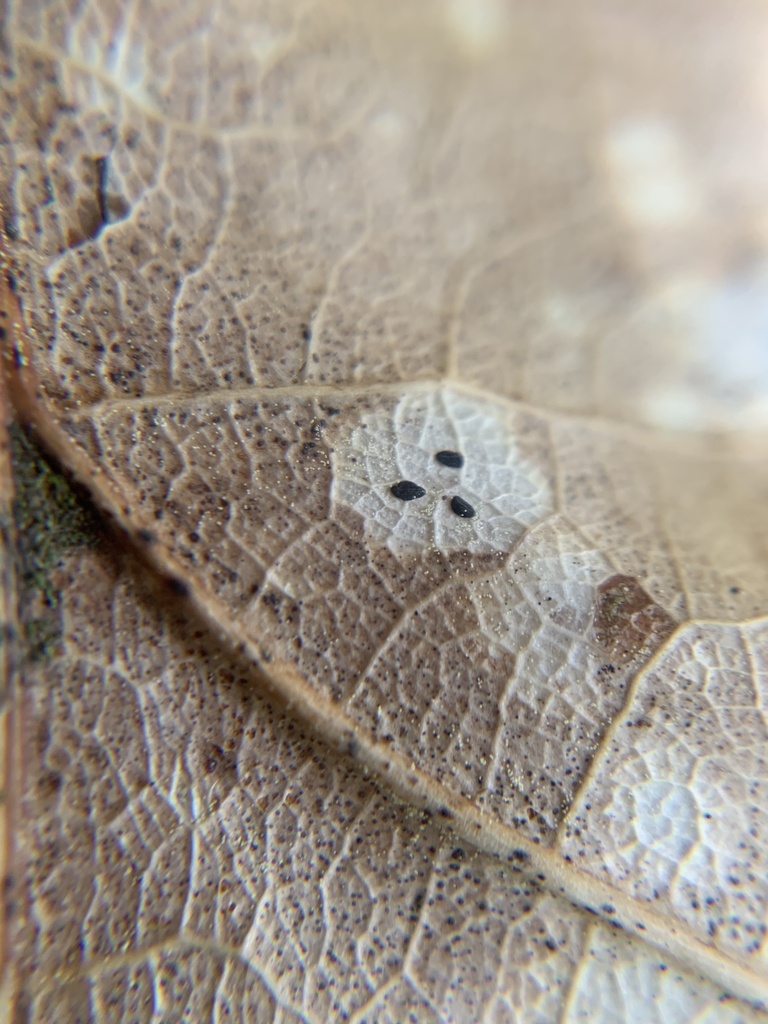 Hypoderma ilicinum