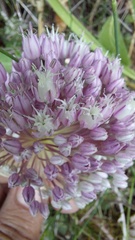 Image of Allium multiflorum