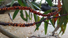 Eriococcus coriaceus