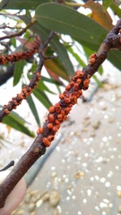 Eriococcus coriaceus