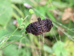 Cycloglypha thrasibulus