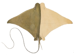 Brazilian Cow-Nosed Ray photo 1