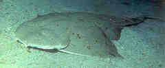 Pacific Angel Shark photo 2