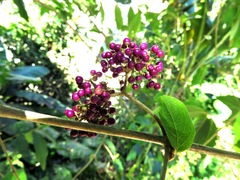 Callicarpa formosana formosana