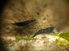 Neocaridina davidi