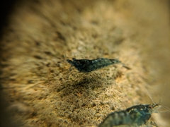 Neocaridina davidi