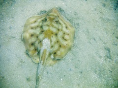Cortez Stingray photo 5