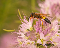 Philanthus bicinctus