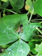 Tabanomorpha