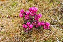 Gentianella concinna