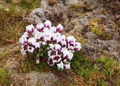 Gentianella concinna