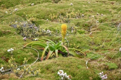 Bulbinella rossii