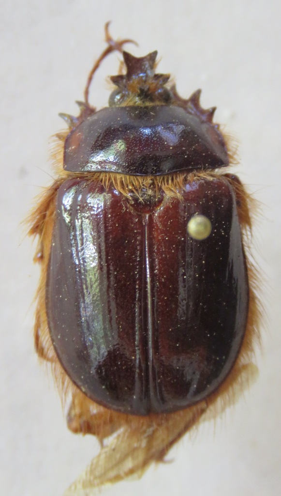 Pleocoma tularensis
