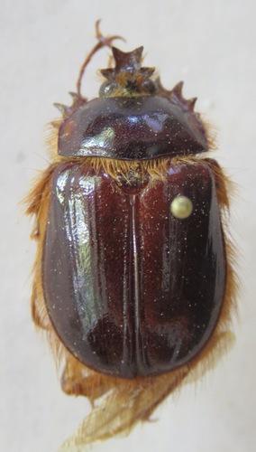 Pleocoma tularensis