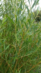 Salix × fragilis vitellina
