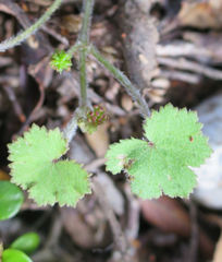 Hydrocotyle moschata moschata