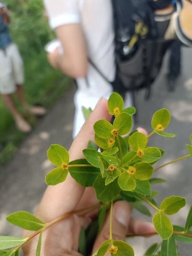 Image of Euphorbia illirica by (c) Saskia, some rights reserved (CC BY)