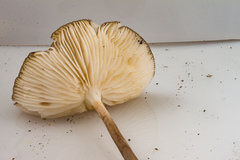 Hymenopellis furfuracea image
