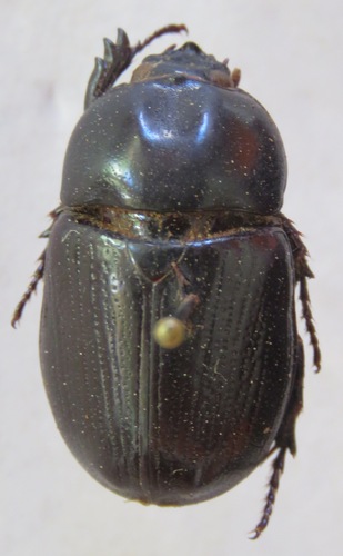 Oxyligyrus zoilus