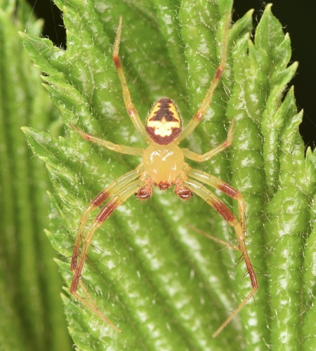 Red-backed Orbweaver photo 2