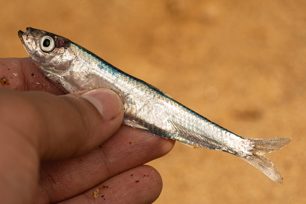 Anchovy kilka (Clupeonella engrauliformis) — Clupeidae