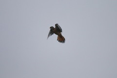 Falco sparverius sparverius