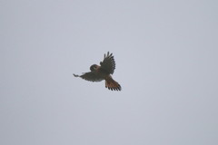 Falco sparverius sparverius