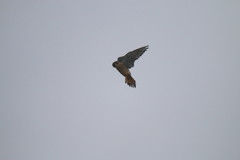 Falco sparverius sparverius