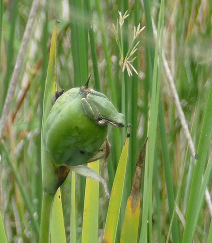 Iris giganticaerulea, photograph 6