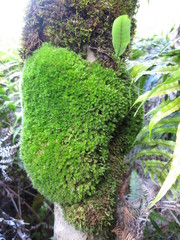 Leptostomum macrocarpum