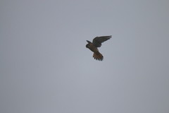 Falco sparverius sparverius