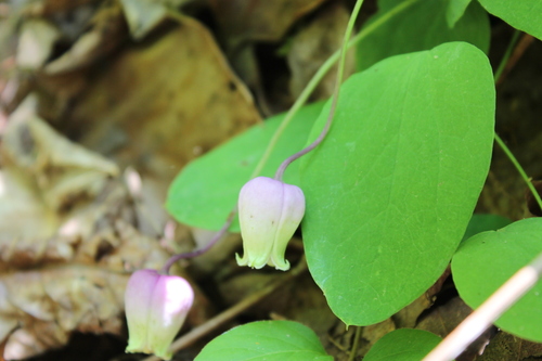 Image of Clematis versicolor by (c) Dominic, some rights reserved (CC BY)