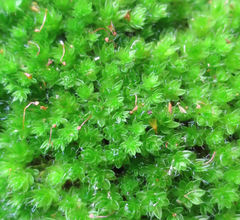 Leptostomum macrocarpum