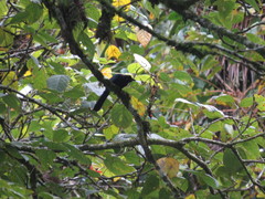 Cyanocorax melanocyaneus