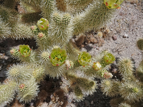 Teddybear Cholla