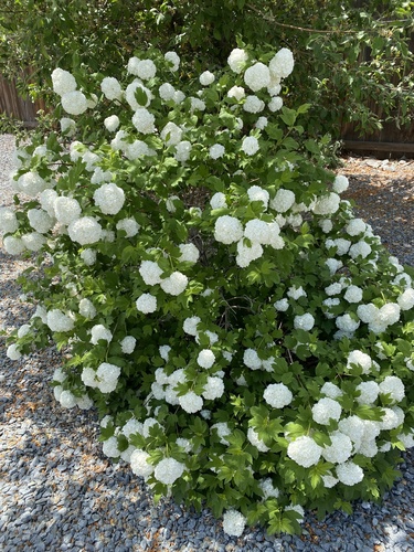 Paprastasis putinas nuotrauka