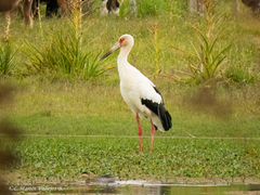 Maguari Stork photo 3