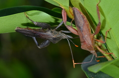 Pseudomictis obtusispinus