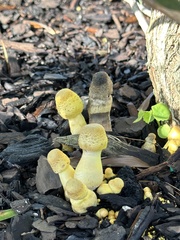 Leucocoprinus birnbaumii image