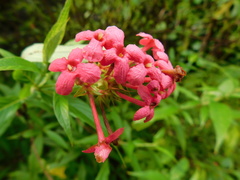 Arachnothryx leucophylla