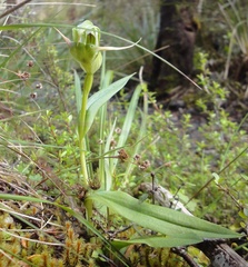 Pterostylis australis
