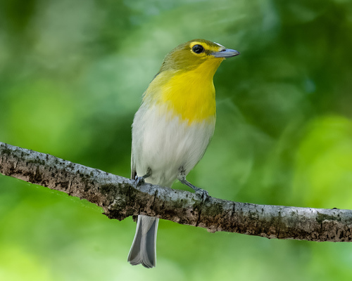 Yellow-throated Vireo